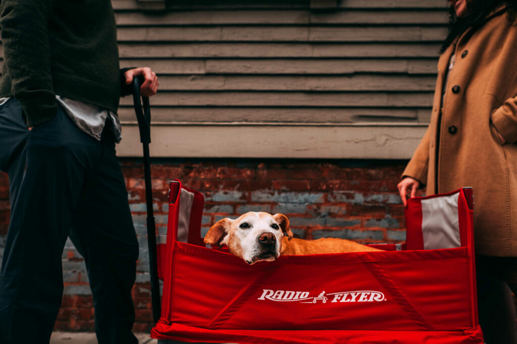 A dog is in a red wagon during his owners' Providence engagement session.